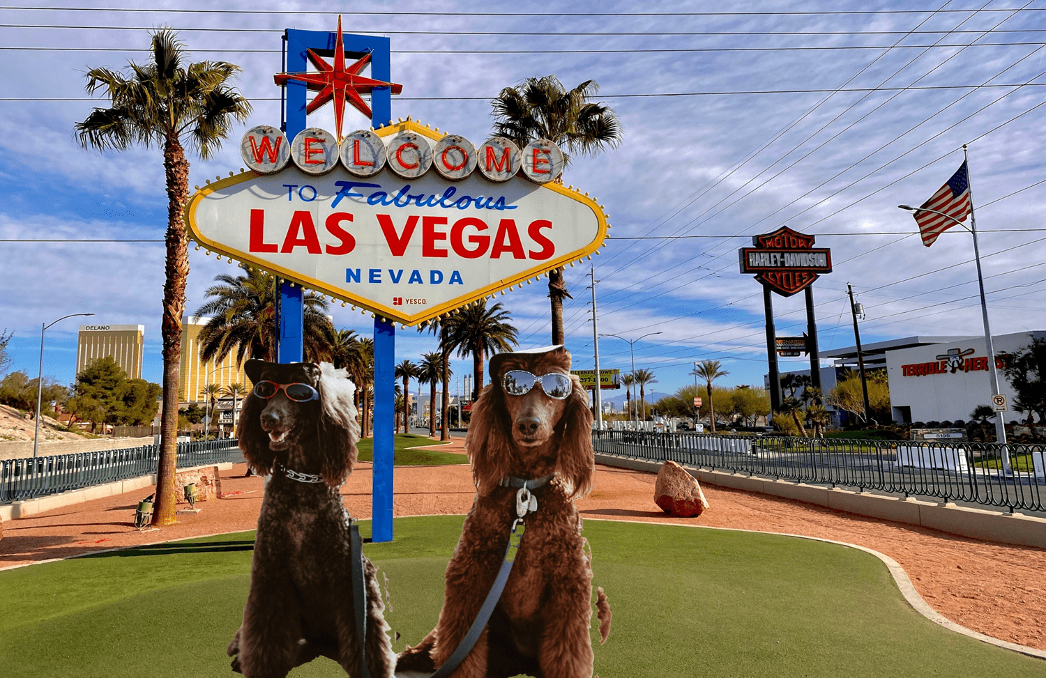 Dogs allowed in Las Vegas star pets a guide to pet adoption